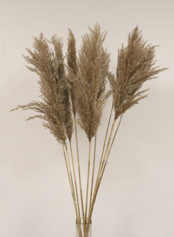Dried Pampas Bunch