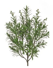 Artemisia Spray FR UV