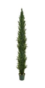 Cedar Topiary Mini Pine