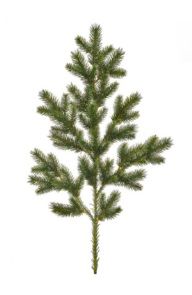 Pine Spruce Stem FR
