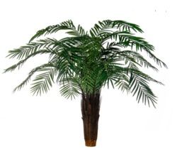 Robellini Head Palm FR