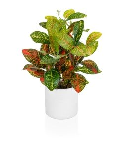 Potted Croton Plant in White Pot