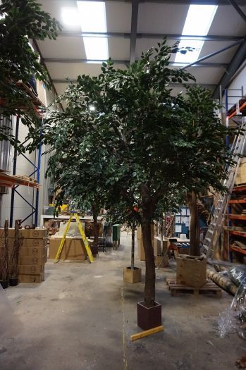 Natural Bespoke Large Resin Ficus Tree