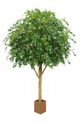 Natural Trunk Ficus Tree