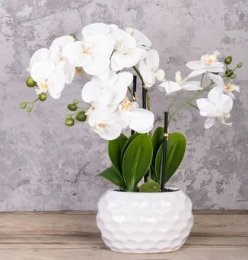 Phalaenopsis Orchid in a Dimpled Pot