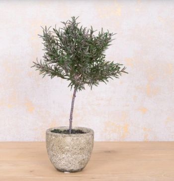 Rosemary Topiary Tree Potted