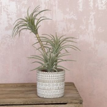 Airplant in Patterned Pot
