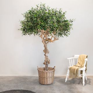 Olive Coffee Stem Tree Trunk FR