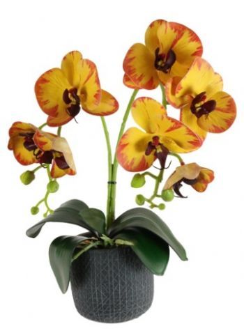 2 Stem Phalaenopsis Orchid Arrangement