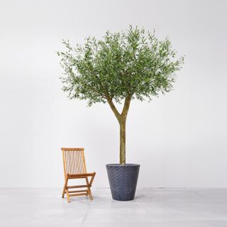 Bespoke Natural Olive Tree FR