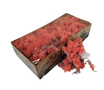 Reindeer Dried Preserved Moss Box