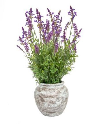 Lavender Grass Mix in Pot