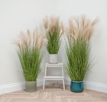 Pampas Grass in carriage Pot